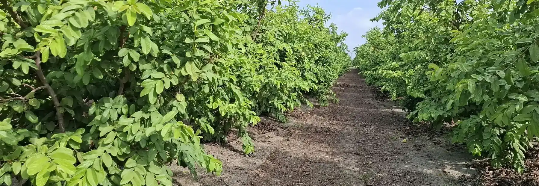 Calle entre dos hileras de guayabos, con el cielo de fondo