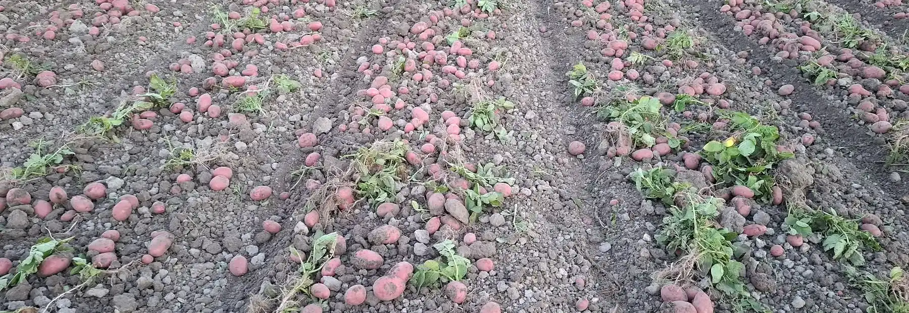Surcos de la parcela con la patata roja recién arrancada