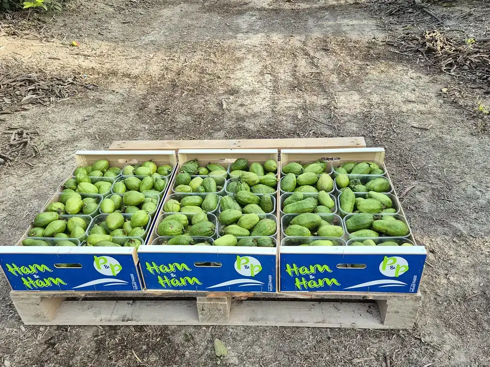 Palé con tres cajas llenas de guayaba, sobre el camino de la parcela