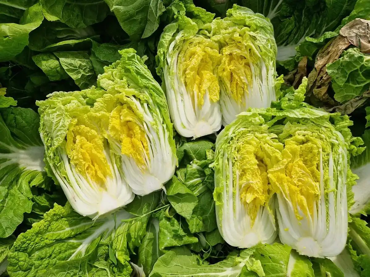 Tres cogollos de col china abiertos por la mitad, con el corazón amarillo, sobre hojas de la propia planta