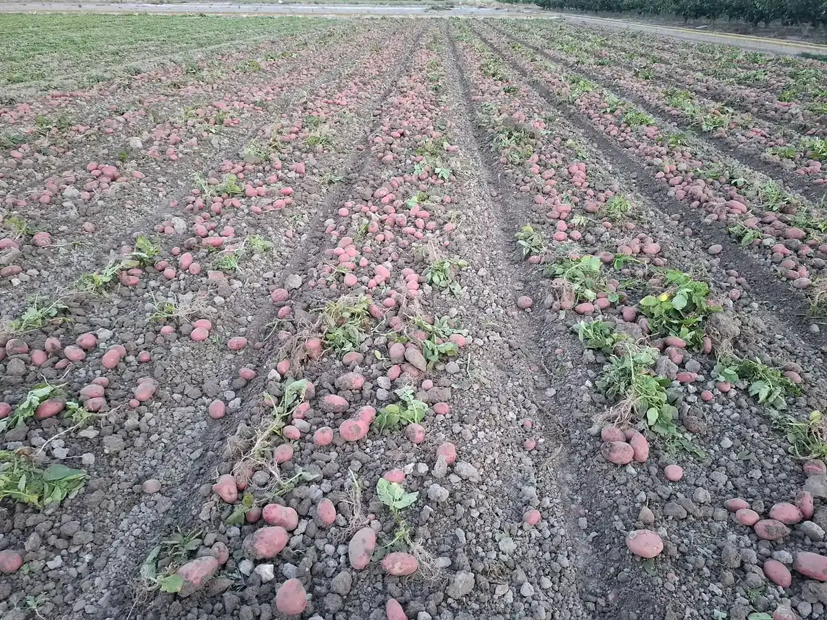 Patatas rojas recién arrancadas sobre los surcos de la parcela