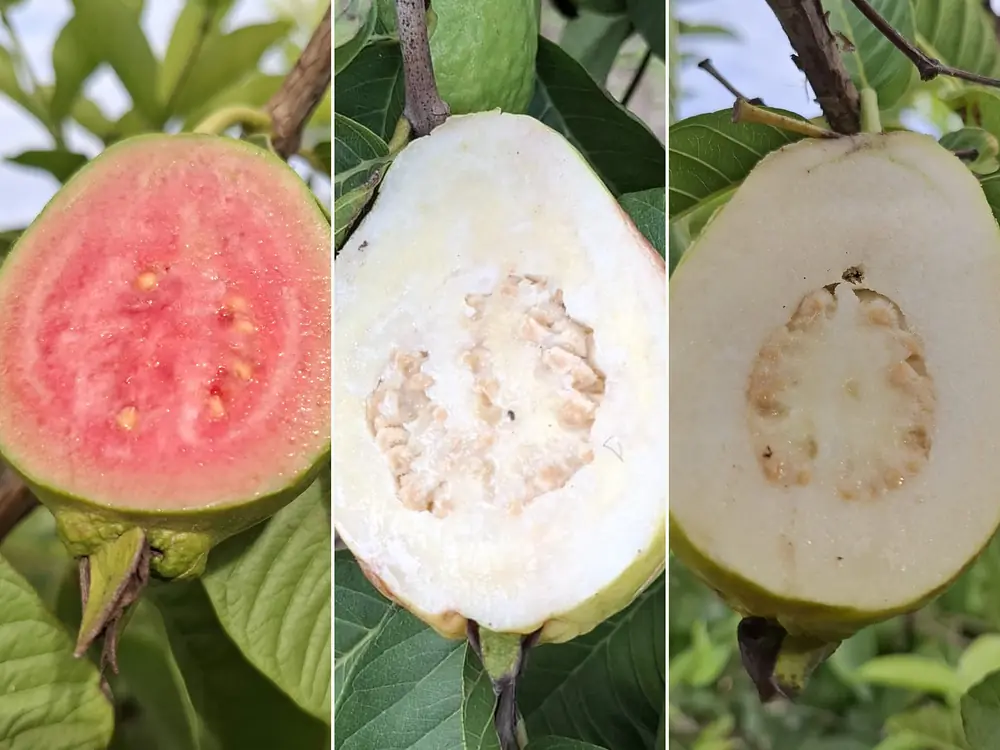 Tres guayabas abiertas en el árbol, una junto a otra: fresa, blanca y limón