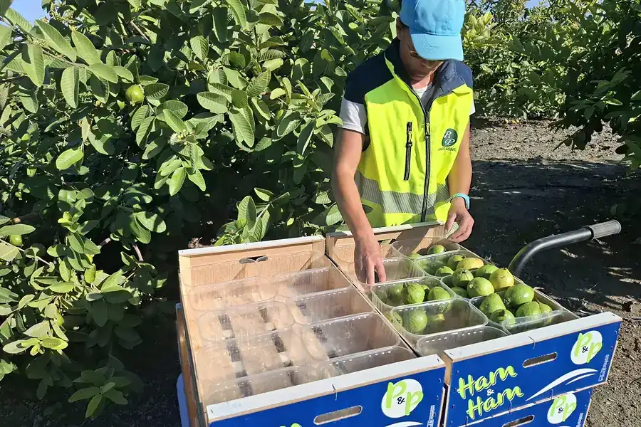 Una trabajadora envasa guayabas en tarrinas, junto a los guayabos