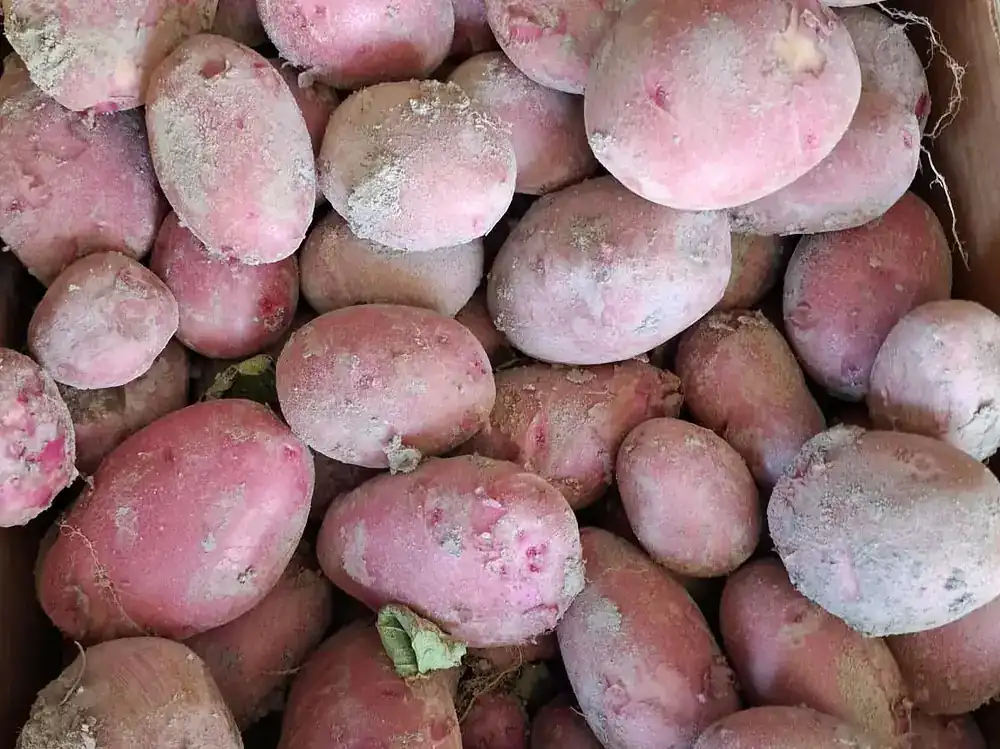 Patatas de piel roja recién recogidas, dentro de su caja